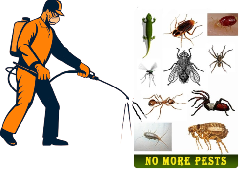 Pest Control Service Pest Control Service