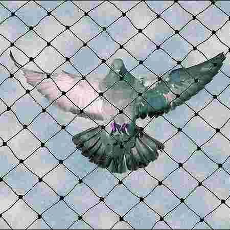 Bird Control Bird Control