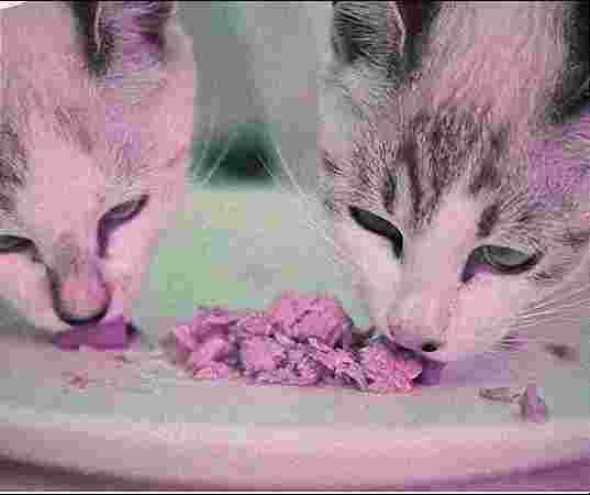 Cat Food