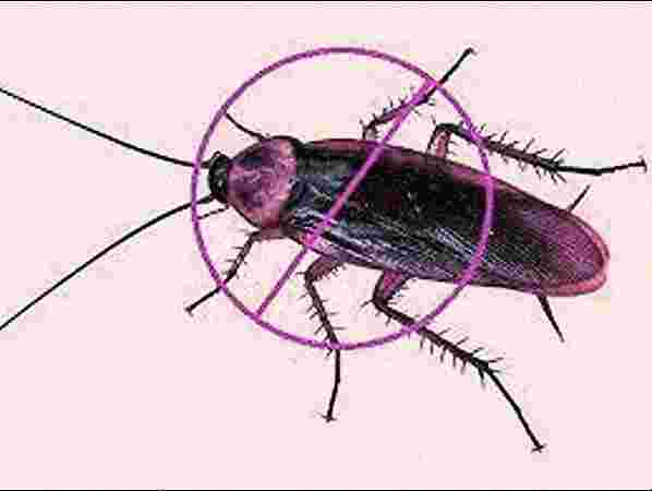 Cockroach Treatment Cockroach Treatment