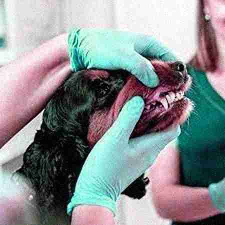 Dental Care