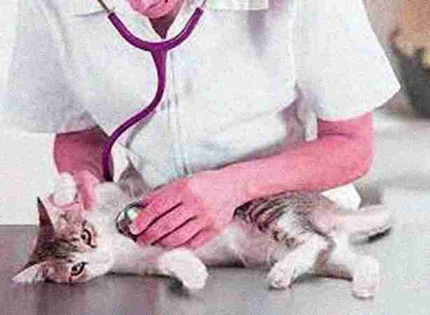 Doctor for Cat Doctor for Cat