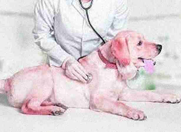 Doctor for Dog Doctor for Dog
