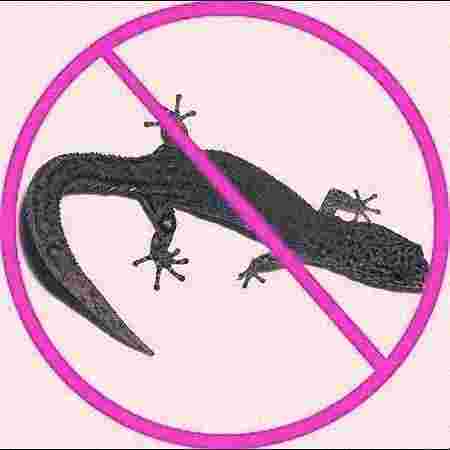 Lizard Treatment Lizard Treatment