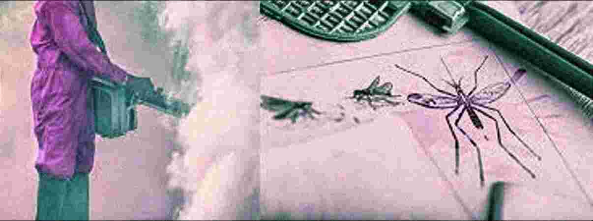 Mosquito Control Mosquito Control