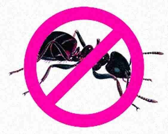 vidit pest control delhi vidit pest control delhi