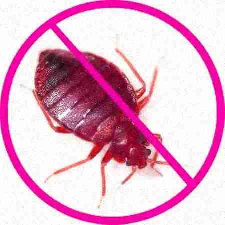 vidit pest control delhi vidit pest control delhi