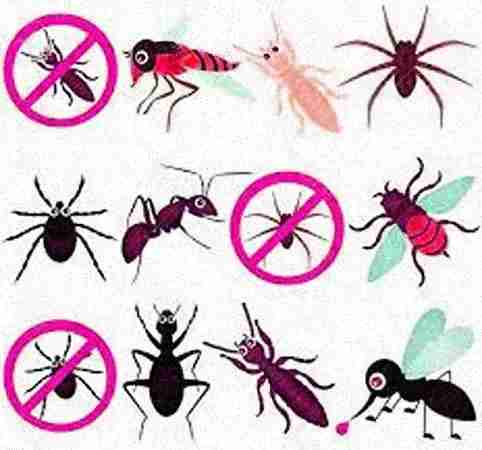 vidit pest control delhi vidit pest control delhi