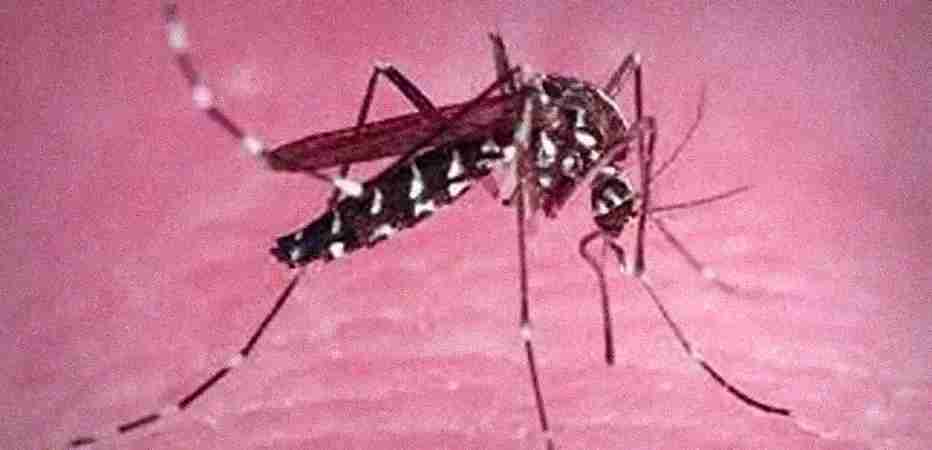 vidit pest control delhi vidit pest control delhi