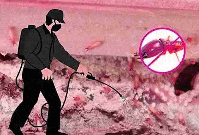 vidit pest control delhi vidit pest control delhi