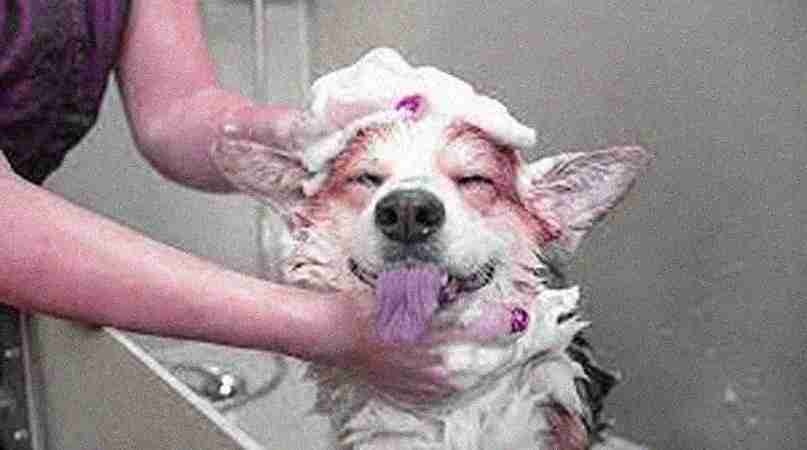 Pet Grooming Pet Grooming