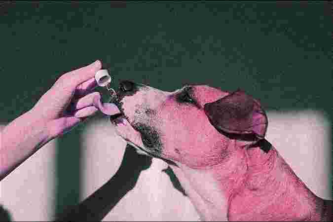 Pet Supplements