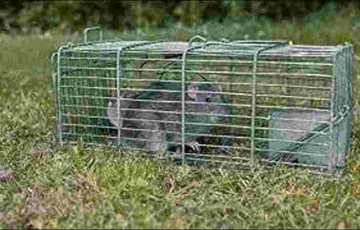 Rats Treatment Rats Treatment