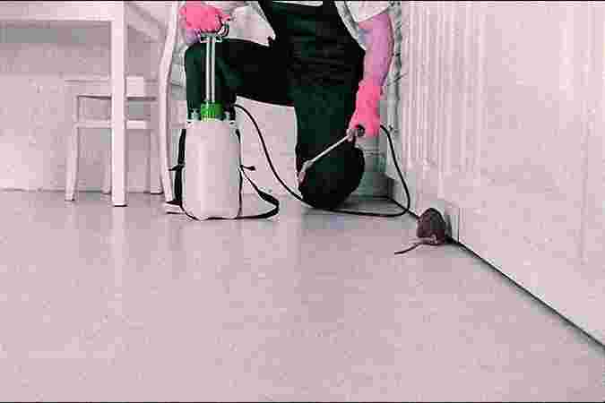 Rodent Control Rodent Control