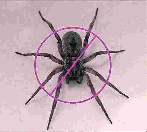 Spiders Treatment Spiders Treatment