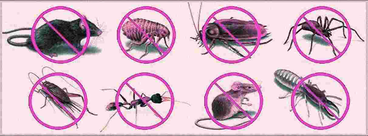 Termite Control Termite Control
