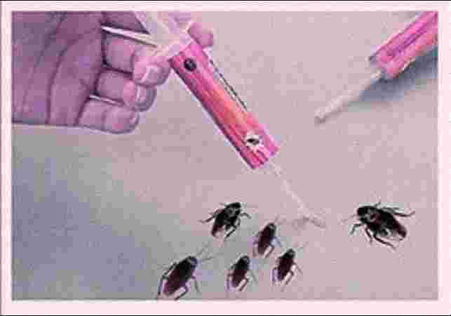 Termite Treatment Termite Treatment