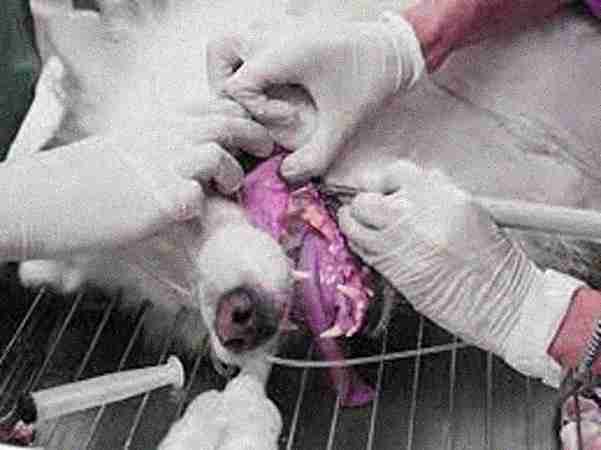 Veterinary Dentists Veterinary Dentists