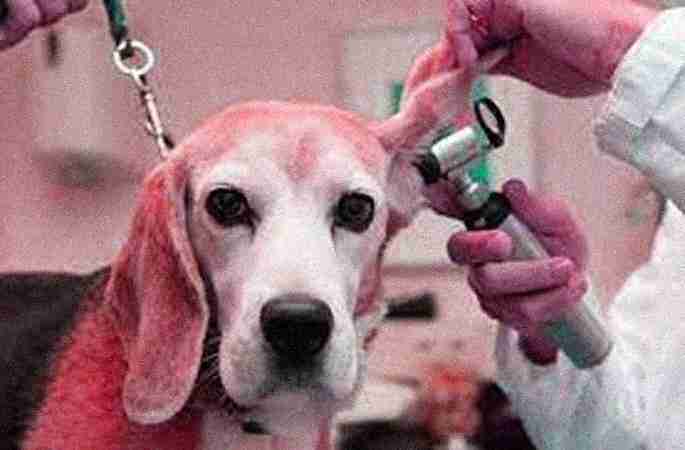 Veterinary Dermatologists Veterinary Dermatologists
