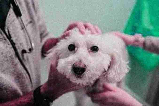 Veterinary Oncologists Veterinary Oncologists