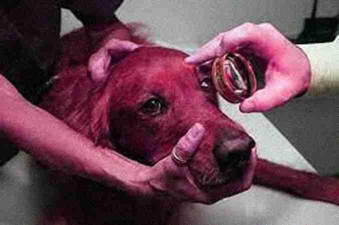 Veterinary Ophthalmologists Veterinary Ophthalmologists