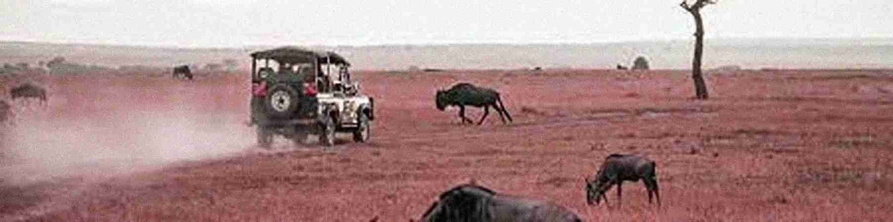 Wildlife Safaris Wildlife Safaris