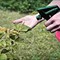Herbal and Organic Pest Control in Delhi