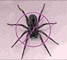 Spiders Treatment in Delhi